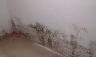 墙体薄发霉怎么处理 有什么可以解决的办法