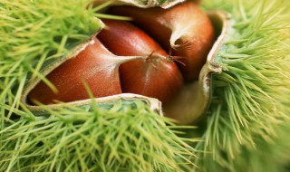 栗子怎么保存不生虫子 栗子保存不生虫子的方法