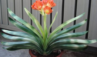 家门口种什么花风水好 适合家门口种的三种花介绍