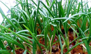 家里种葱风水禁忌 一定要注意这些禁忌