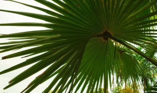 芭蕉扇树能不能种在家里 芭蕉扇树可以种在家里吗