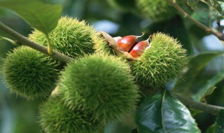 栗子树移栽注意事项 板栗树苗最佳移栽方法