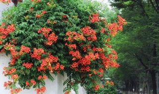 家里种什么爬藤植物好 这八种植物好养又好看