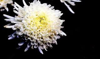 待到重阳日还来就菊花的意思 待到重阳日还来就菊花的意思简述