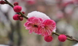 梅雪争春未肯降的意思 梅雪争春未肯降的原诗