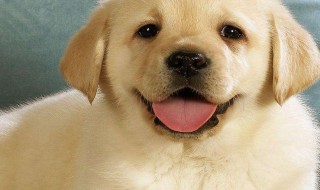 狗嘴吐不出象牙的意思 狗嘴吐不出象牙的出处