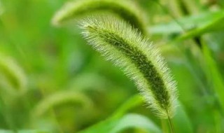 狗尾巴草的含义 狗尾巴草的价值