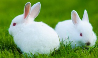 吃兔子肉的禁忌 不能和兔肉一起吃的食物