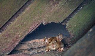 怎么处理老鼠 老鼠偷的粮食还能吃吗
