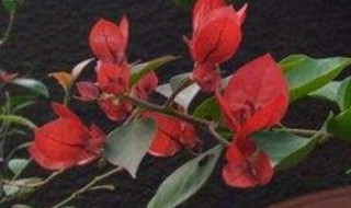 家里养花生蚜虫如何处理 解决蚜虫的妙招