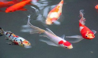 锦鲤失膘了怎么处理 锦鲤失膘的处理方法