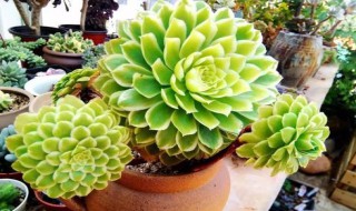 红铜法师开花怎么处理 红铜法师开花的处理方法