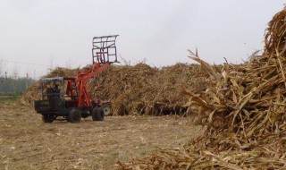 玉米秸保存方法 可以怎么进行保存