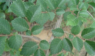 榆树籽种植方法 有什么种植的小技巧