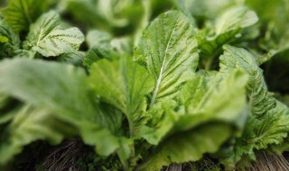 芥菜的茎怎么做 怎么做家常芥菜