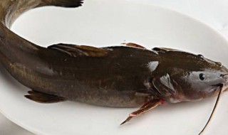 回鱼怎样做 做回鱼的方法