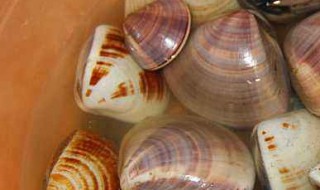 口味贝壳做法 辣炒贝壳做法