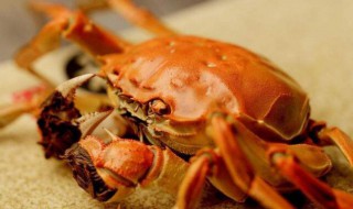 如何看螃蟹新鲜 如何判断蟹类的新鲜程度
