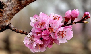 关于杏花的诗句 关于杏花的古诗