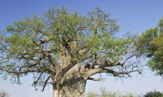 关于树的成语 关于树的成语精选