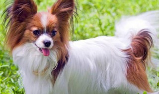 蝴蝶犬好养吗 蝴蝶犬的养殖方法