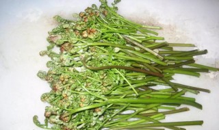 曲菜怎样储存 曲菜如何储存