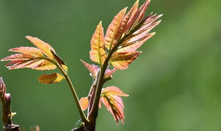 怎样储存椿芽 椿芽如何保存呢