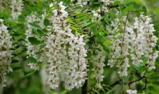 怎样储存槐花 存放槐花的几种方法