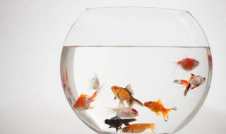 梦见鱼是什么 梦见鱼的意思