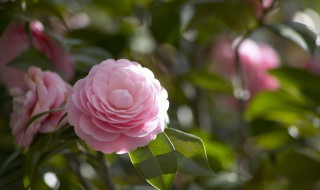 高岭之花什么意思 高岭之花的意思是