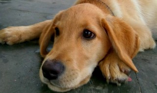 二狗是什么意思 二狗解释