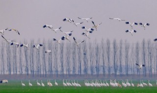 飘然而起的意思 飘然而起是什么意思