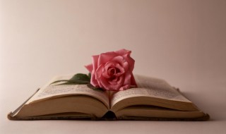 哈比是什么意思 哈比的解释