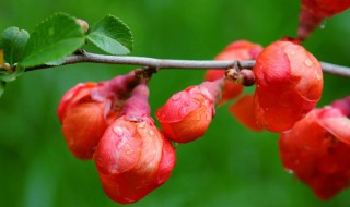 花骨朵是什么意思 花骨朵一词出自何处