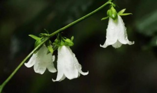 末伏多少天 末伏几天