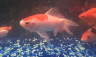 锦鲤和草金的区别 锦鲤和草金有什么区别