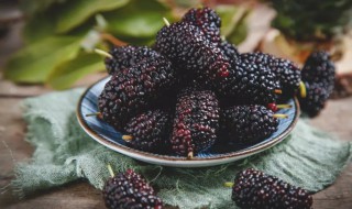 桑葚产地 桑葚介绍