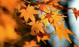 一季是多久 一年有多少季