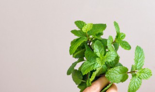 薄荷的家常做法 家常凉拌薄荷的步骤