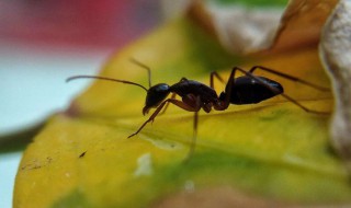 蚂蚁的生活环境 蚂蚁介绍