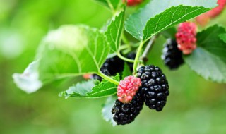 怎样储存桑葚 如何保存桑葚