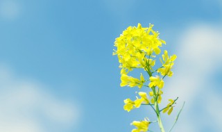 关于运动的经典语录 关于运动的经典语录有哪些