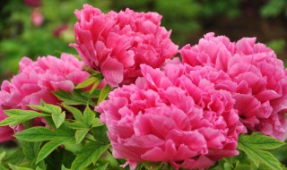 关于牡丹花的说说 关于牡丹花的说说简单介绍