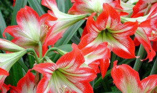 朱顶红种球的处理 朱顶红种球如何处理