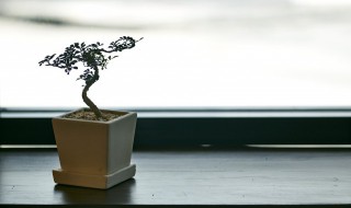 家里摆什么招财又旺宅 招财又旺宅的植物推荐