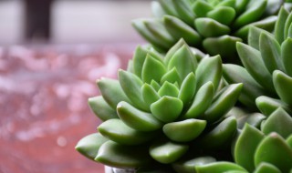 招财又旺宅的多肉植物 招财又旺宅的多肉植物介绍