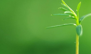 囚绿记赏析 囚绿记简单介绍