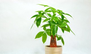 客厅旺财镇宅植物 客厅旺财镇宅植物有哪些