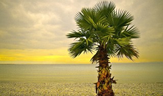 门前种什么树镇宅旺财 门前种哪些树镇宅旺财