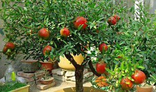 家里种什么水果树招财又旺宅 适合家里种招财又旺宅的水果树推荐